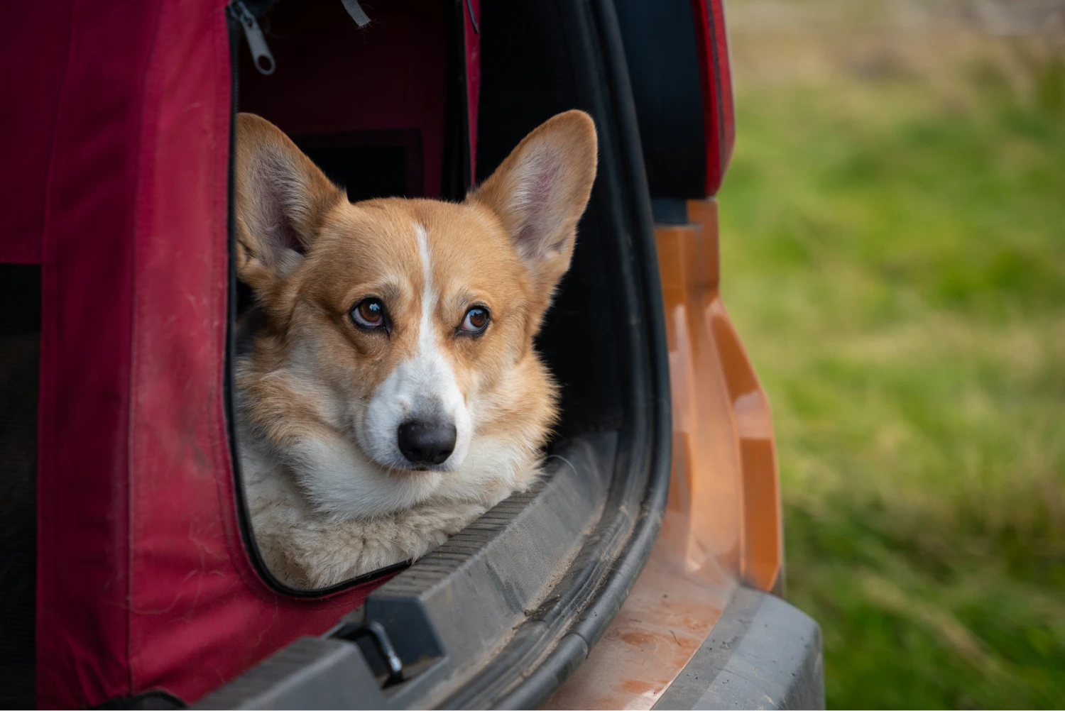 Dodge Grand Caravan Dog Car Seat for Pembroke Welsh Corgis