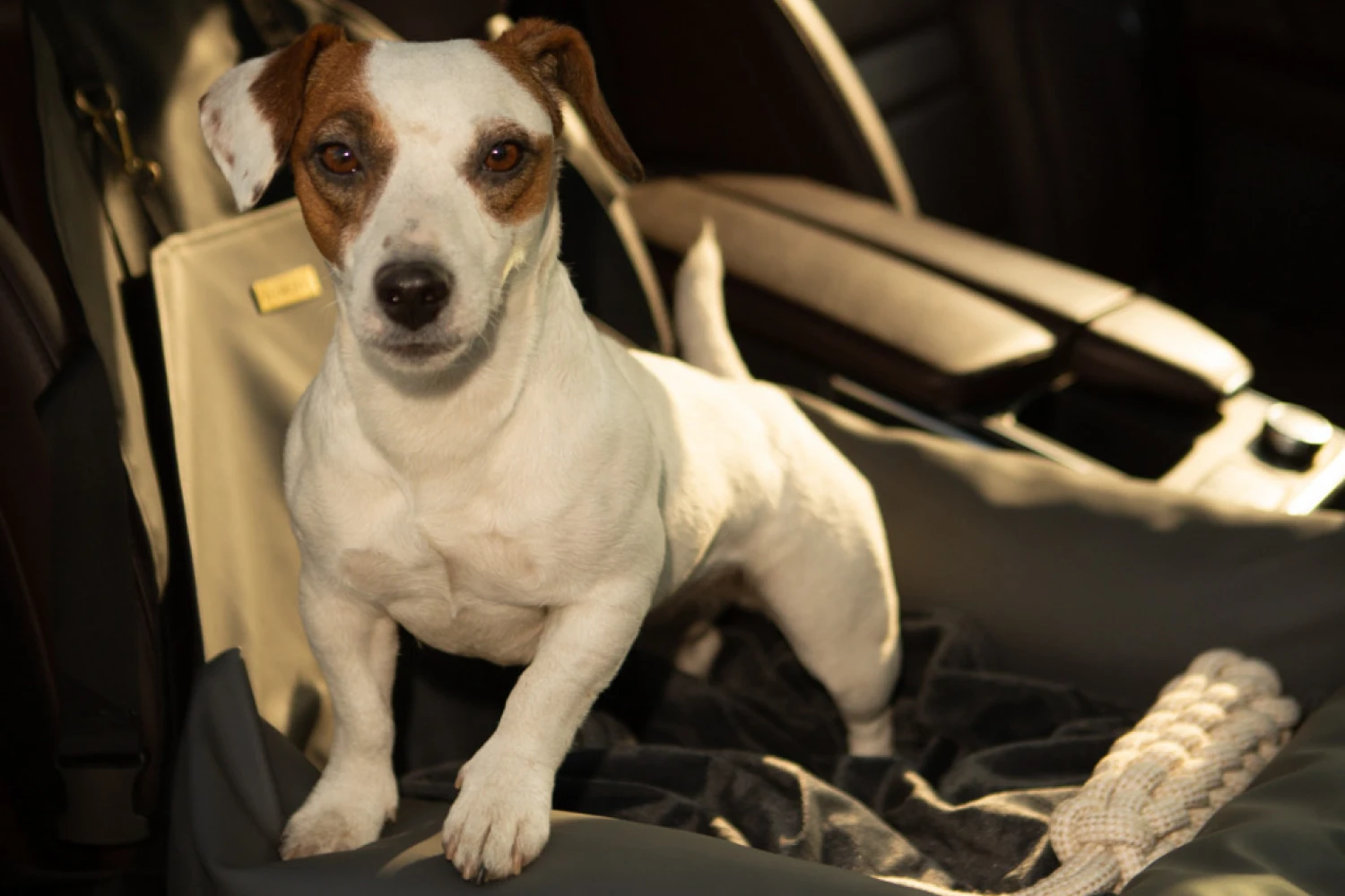 Jeep Renegade Dog Car Seat for Miniature American Shepherds