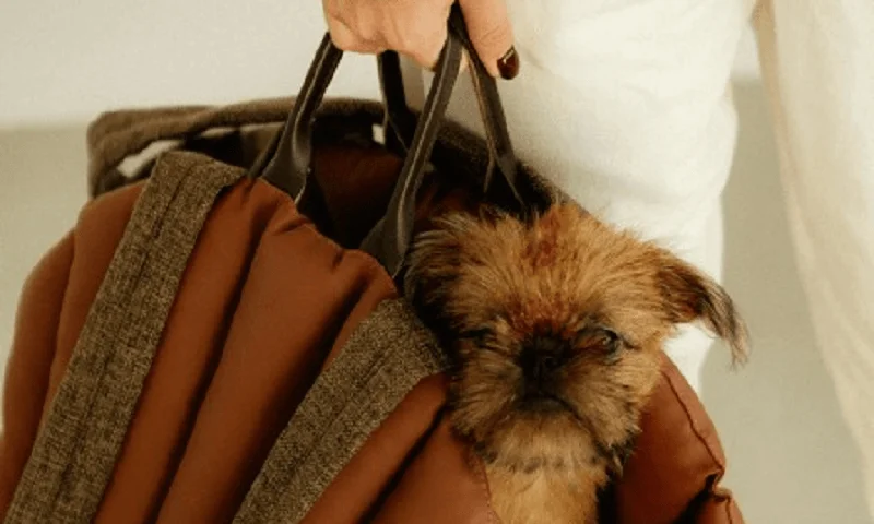 Norwich Terrier Dog Carrier Car Seat for Lexus RX