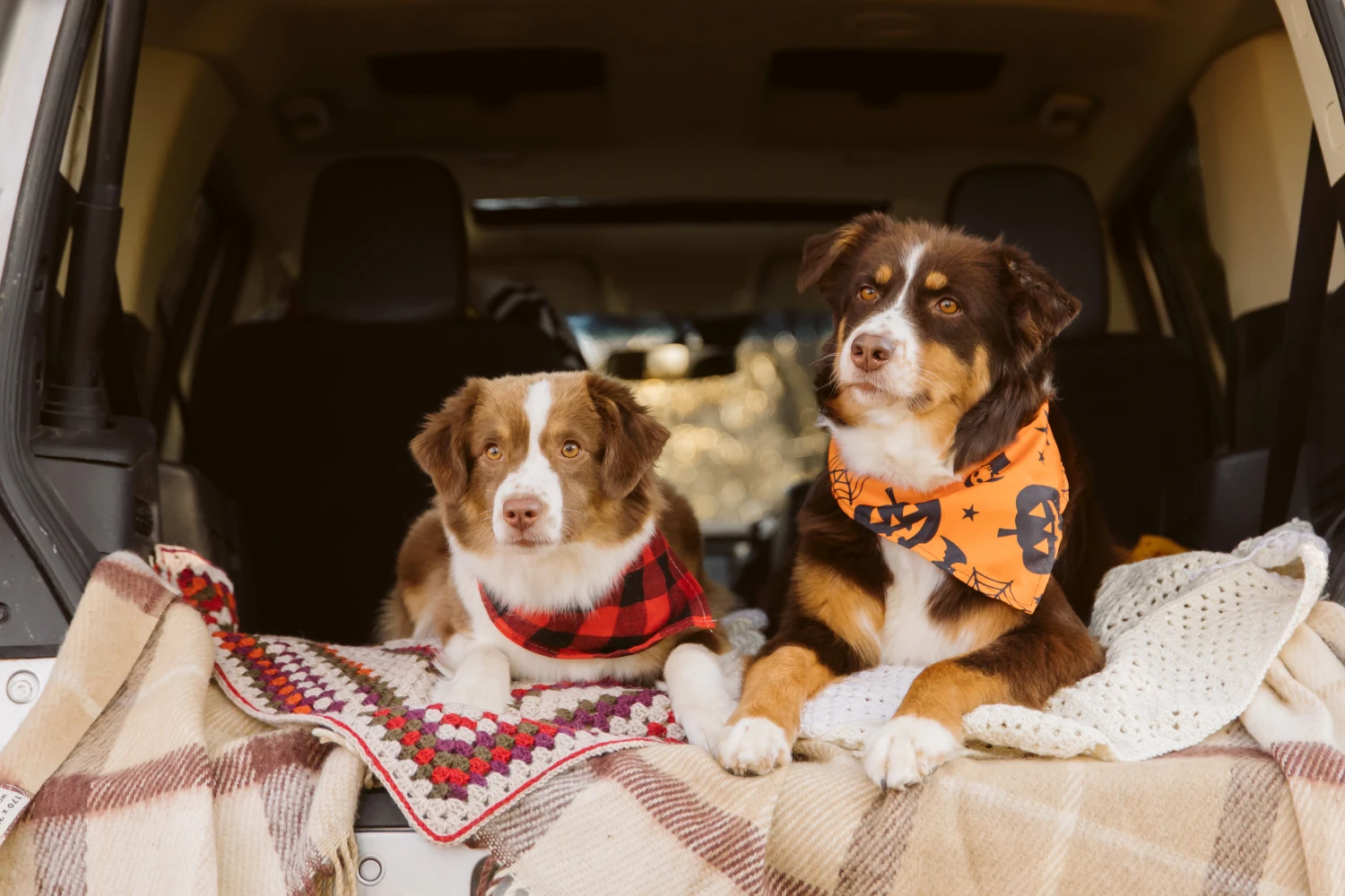 Jeep Renegade Dog Car Seat for Miniature American Shepherds