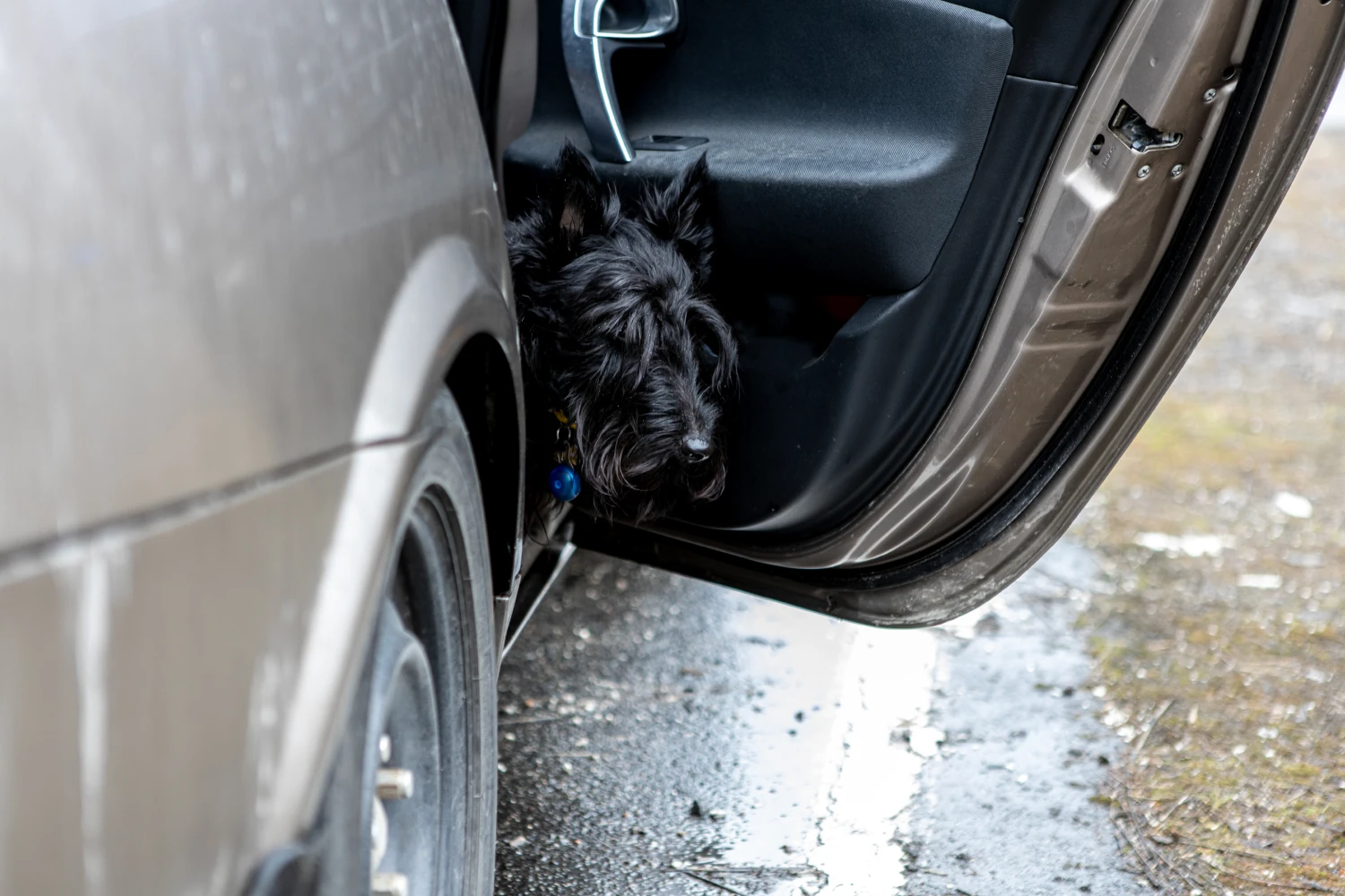 Chevrolet Equinox Dog Car Seat for Scottish Terriers